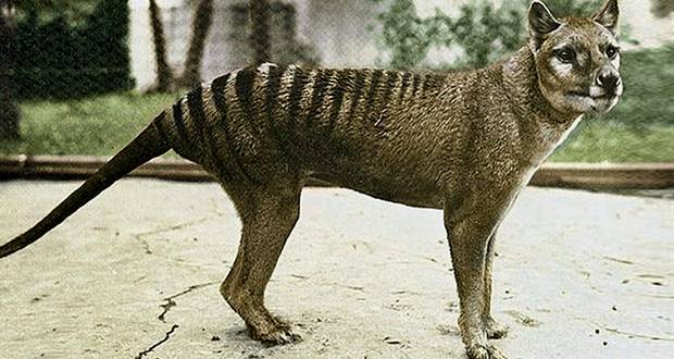 Last Thylacine