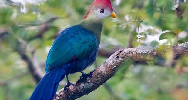 Red-Crested Turaco 