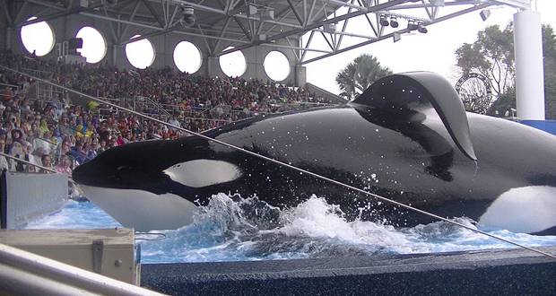 Killer Whale Deaths