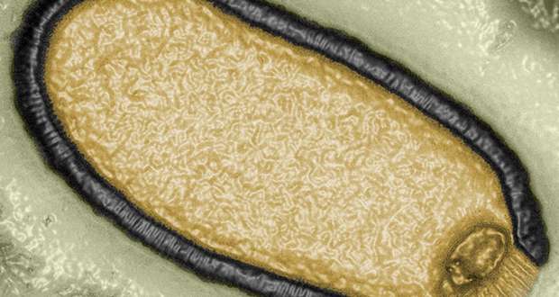 Pithovirus Sibericum