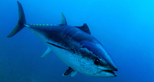 Bluefin Tuna Trash?
