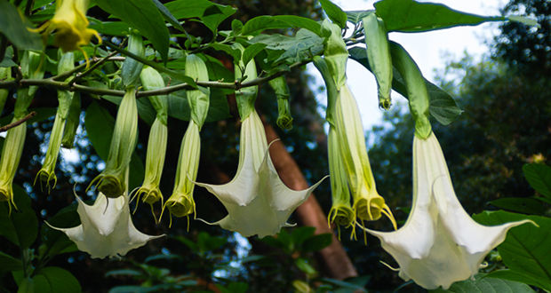 Brugmansia Tea
