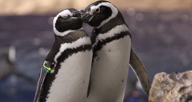 Penguin Relationships