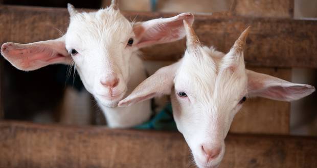 Goat Glanding