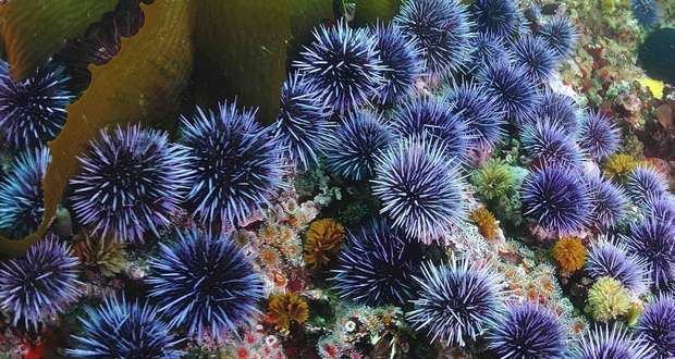 Sea Urchins 