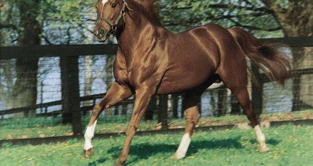 Secretariat’s Heart