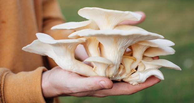 Oyster Mushroom