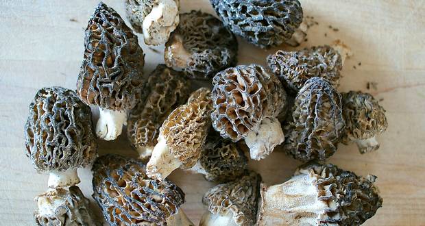 Morel Mushrooms 