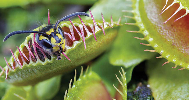 Flytraps Under Anesthesia