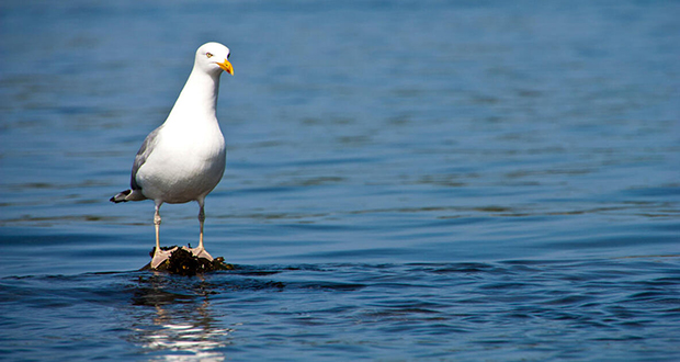 Training Seagulls
