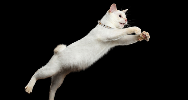 Grown Cat
