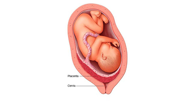 Placenta Cells