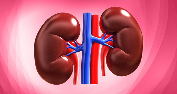 Kidney Cells