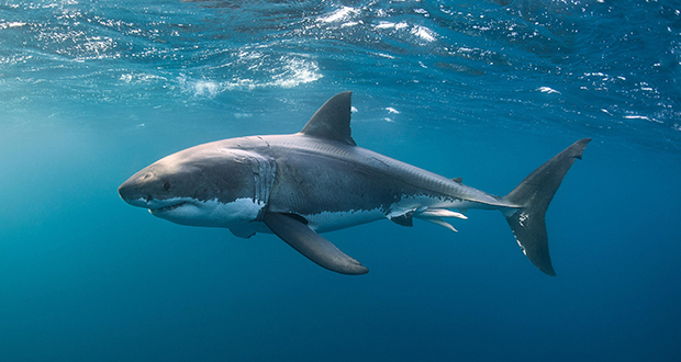 Historic Shark Population Decline