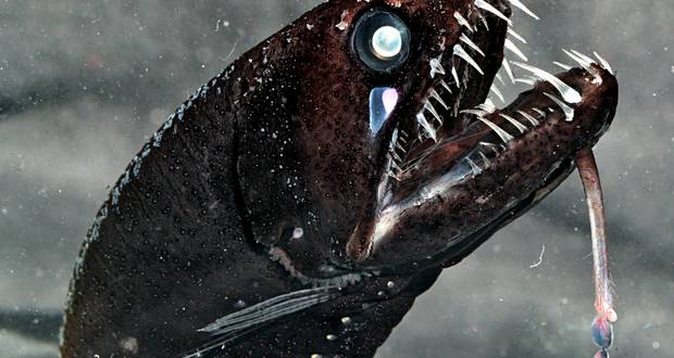 Deep Sea Animals
