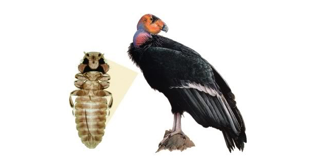 California Condor Louse