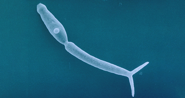 Trichobilharzia Regent