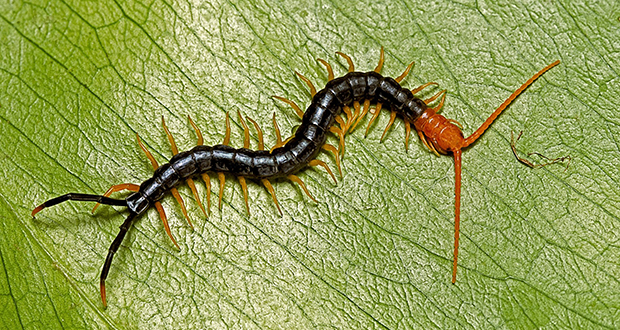 Centipede Venom