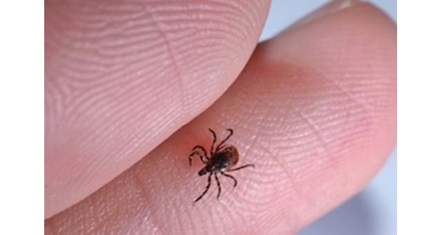 Ticks
