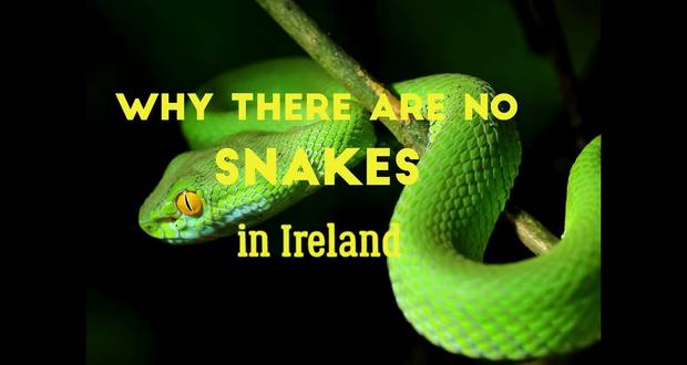 No Snakes In Ireland
