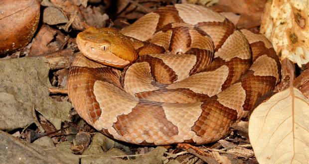 Copperhead's Warning Bite