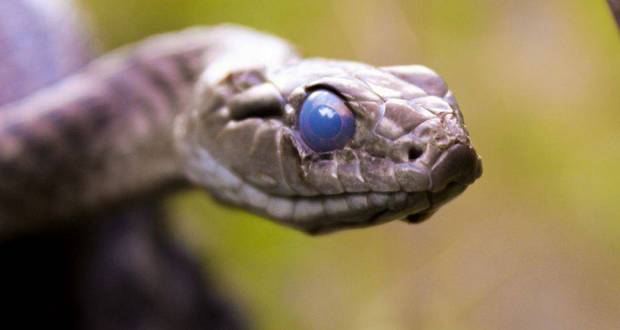 Milky Blue Snake Eyes