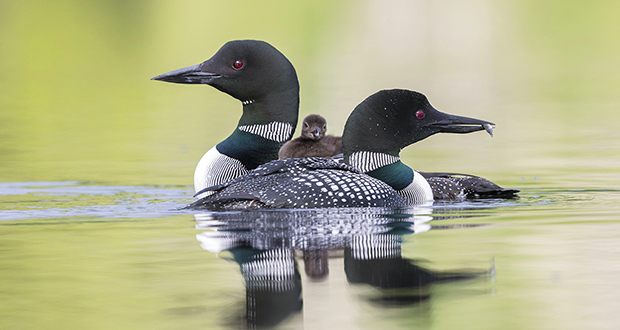 Loons
