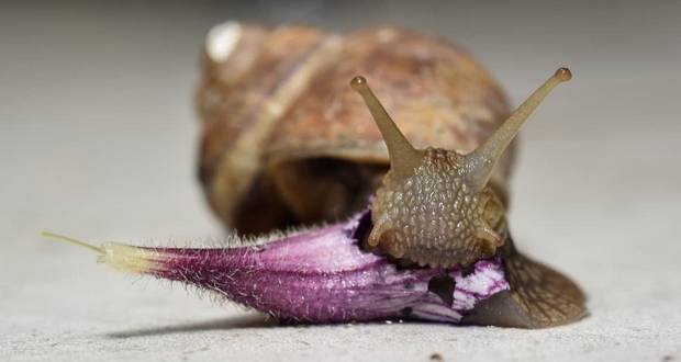 Snail
