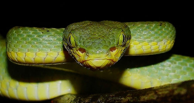 Pit Vipers
