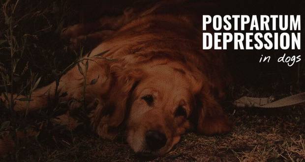 Postpartum Depression In Dogs

