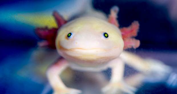 Cannibalism in Axolotls