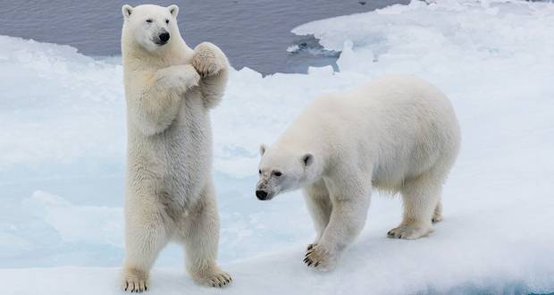 Polar Bears Cubs