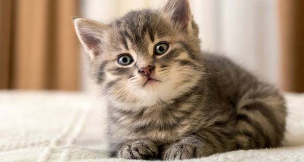 Panda Fetus In a Cat
