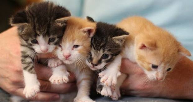 Cat Mother's Colostrum
