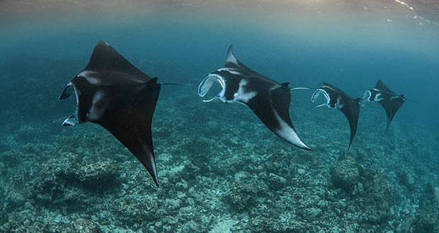 Manta Train