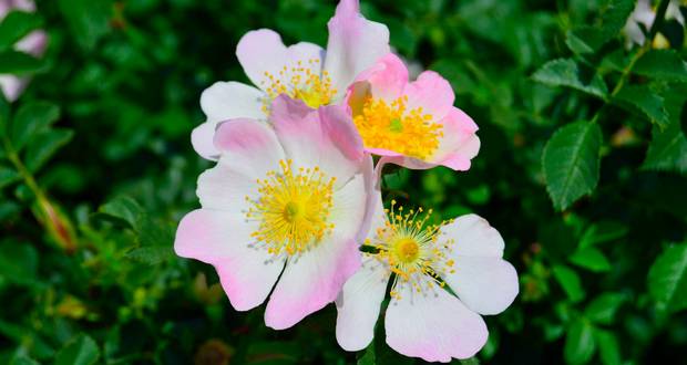 Cherokee Rose