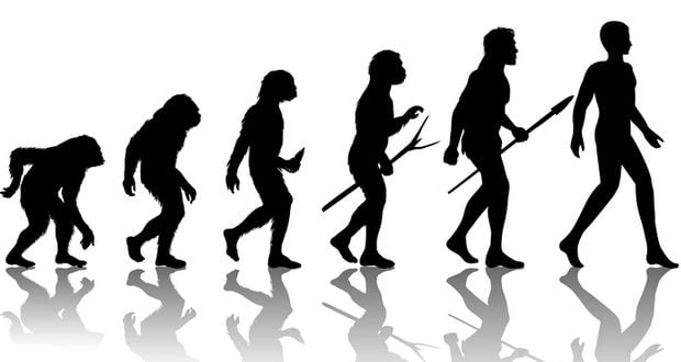 Evolutionary History