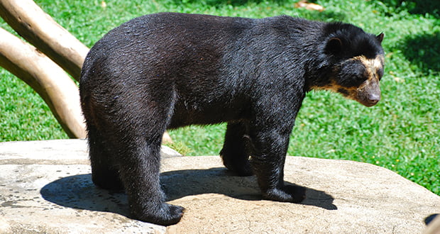 Spectacled Bears of S. America