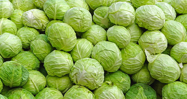 Bitter Tasting Cabbage