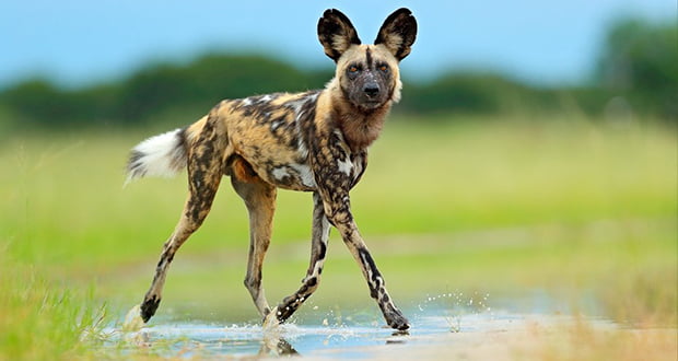 Maned Wolf