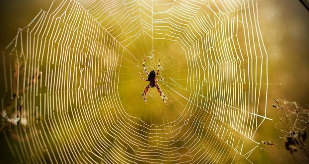 Spider Web Navigation