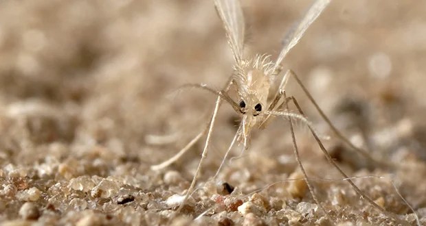 Leishmaniasis 