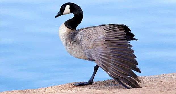 Canadian Geese Defecation Rate