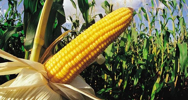 Corn Plants and Transpiration