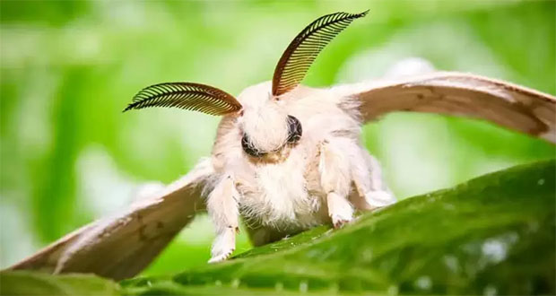 Poodle Moth: Fluffy Mystery Insect