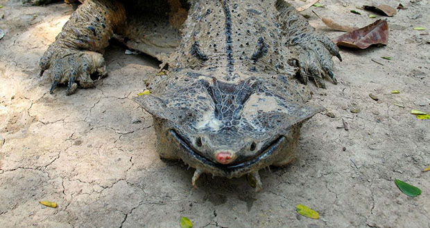 Mata Mata Turtle: Riverbed Ambusher