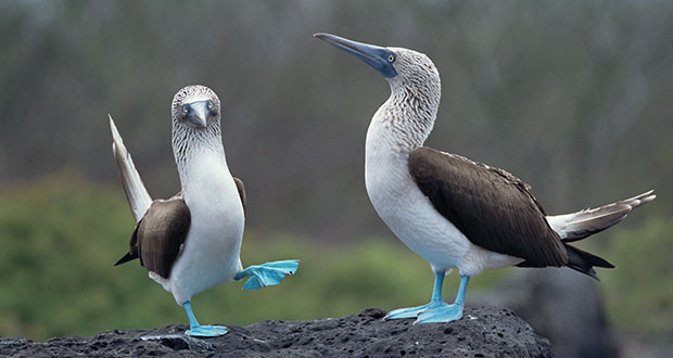 Blue-footed Booby: Coastal Charmer
