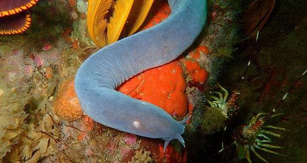 Hagfish: Slimy Deep-Sea Creature