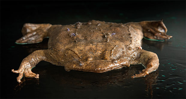Surinam Toad: Back-Bursting Parent