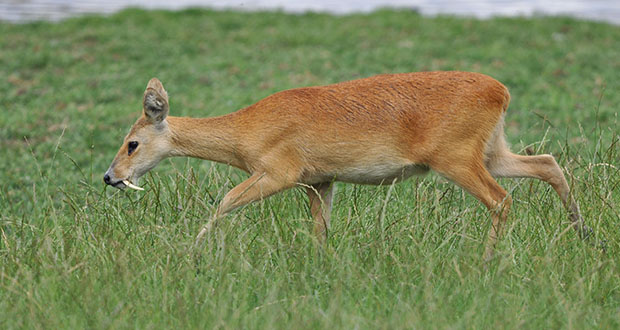 Water Deer: Unique Canine Display